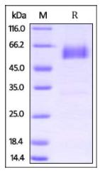 Rat PD-1, Fc Tag on SDS-PAGE under reducing (R) condition. The gel was stained overnight with Coomassie Blue. The purity of the protein is greater than 95%.